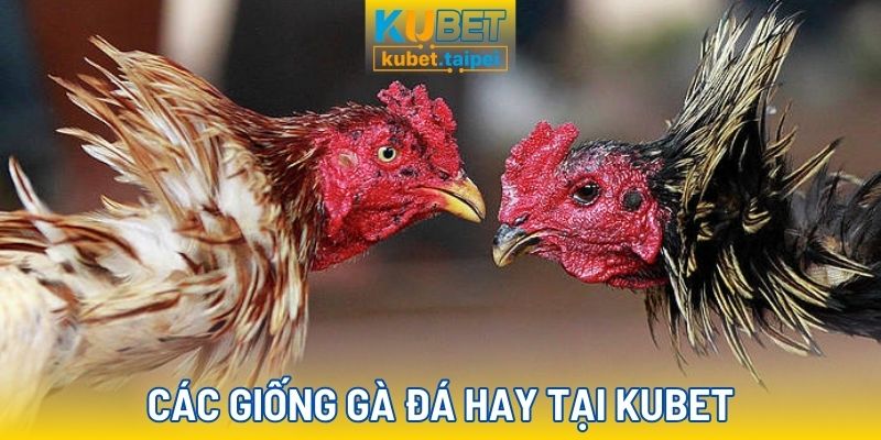 Các giống gà chiến đấu hay nhất tại Kubet