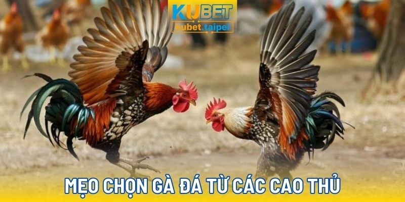 Kinh nghiệm chọn gà chiến cực hay từ các cao thủ