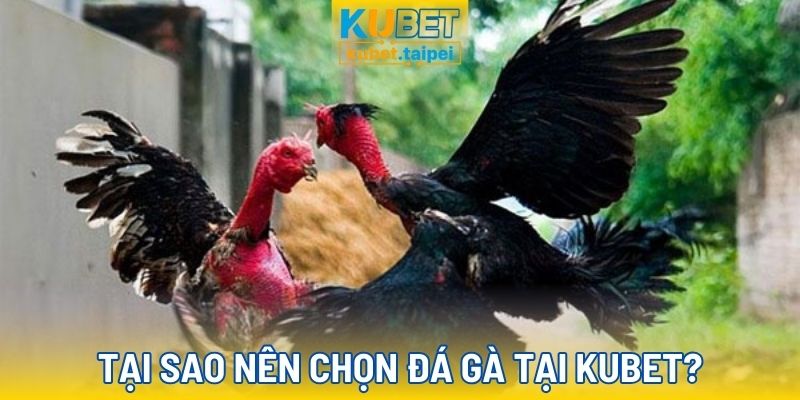 Đá gà tại Kubet có gì hấp dẫn và thú vị?