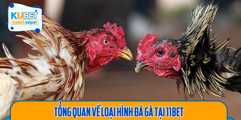 Tìm hiểu chung về hình thức đá gà 11BET
